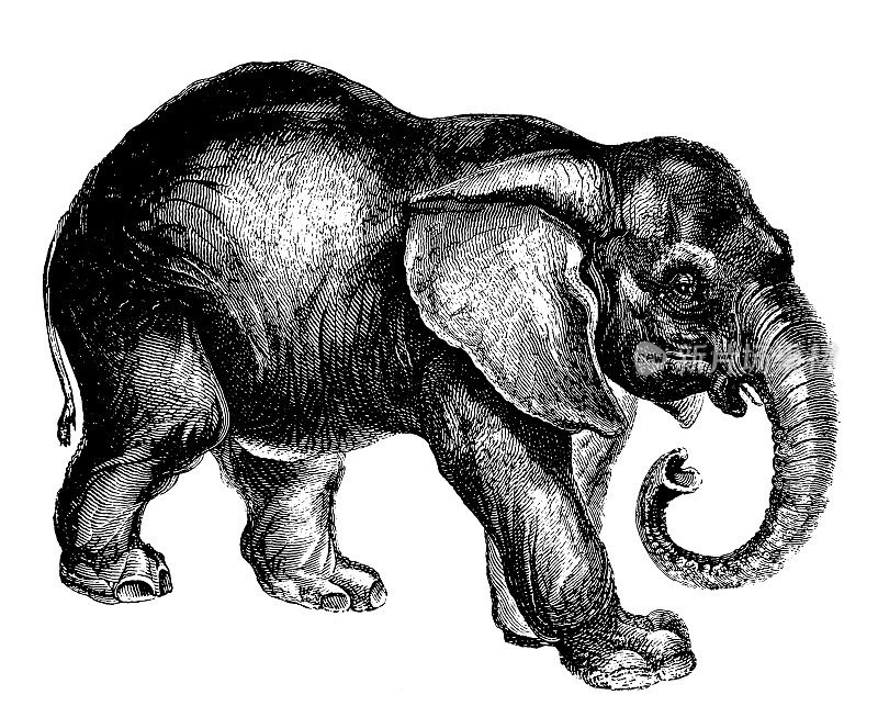大象|古董动物插图